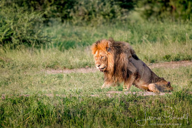 Chùm ảnh: khoảnh khắc cuối đời của vua sư tử Skar từng ngự trị đồng cỏ Nam Phi