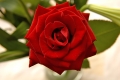 Bài học từ bông hoa hồng kiêu hãnh